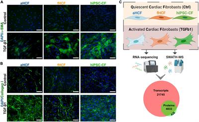 Transcriptome and proteome profiling of activated cardiac fibroblasts supports target prioritization in cardiac fibrosis